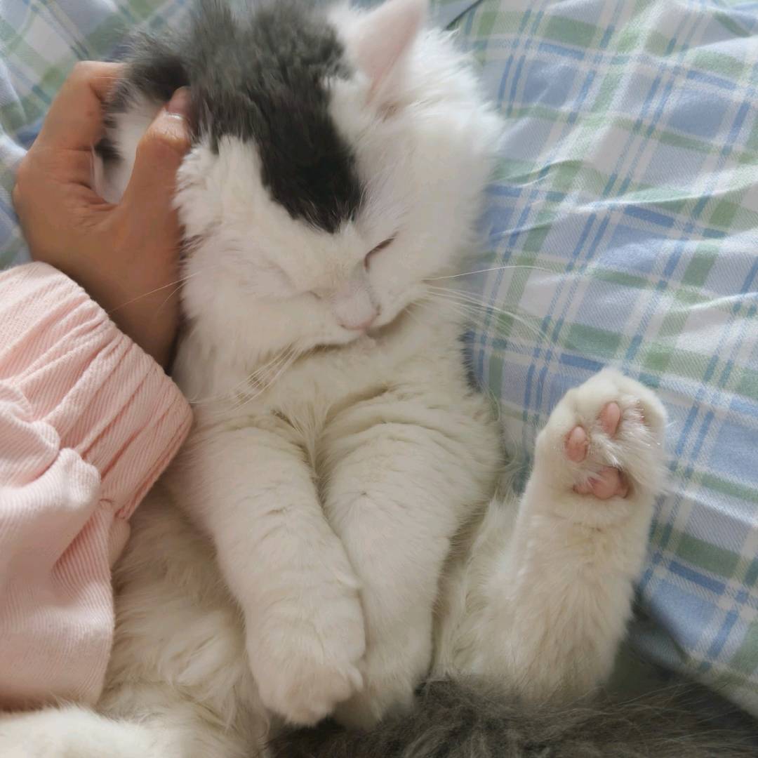 本人要离家工作一段时间，有没有人可以帮忙照顾下我的小猫，很乖，不用担心沙发窗帘，他从… 图片