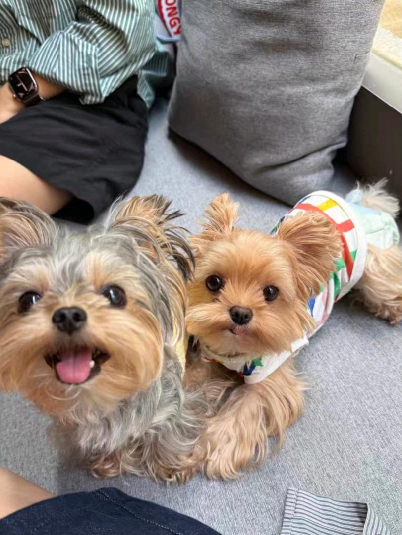 【闲聊】有没有需要小狗的，联系我 图片