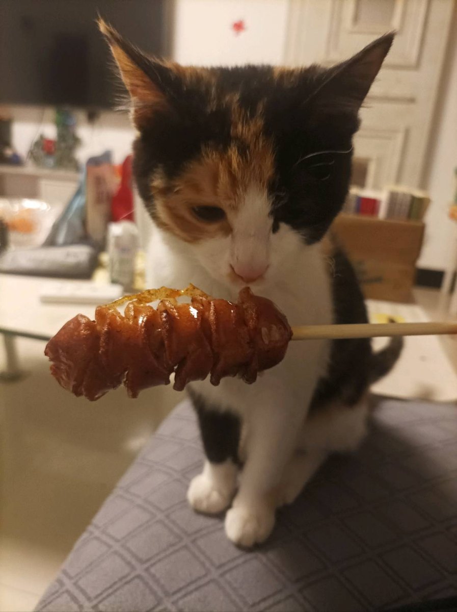 三花猫寻找爱猫人士领养 图片