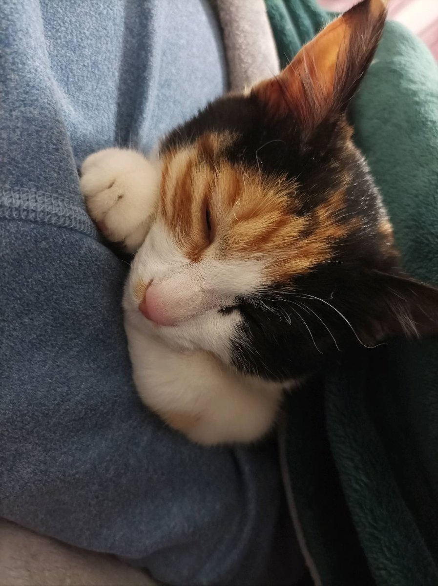 三花猫寻找爱猫人士领养 图片