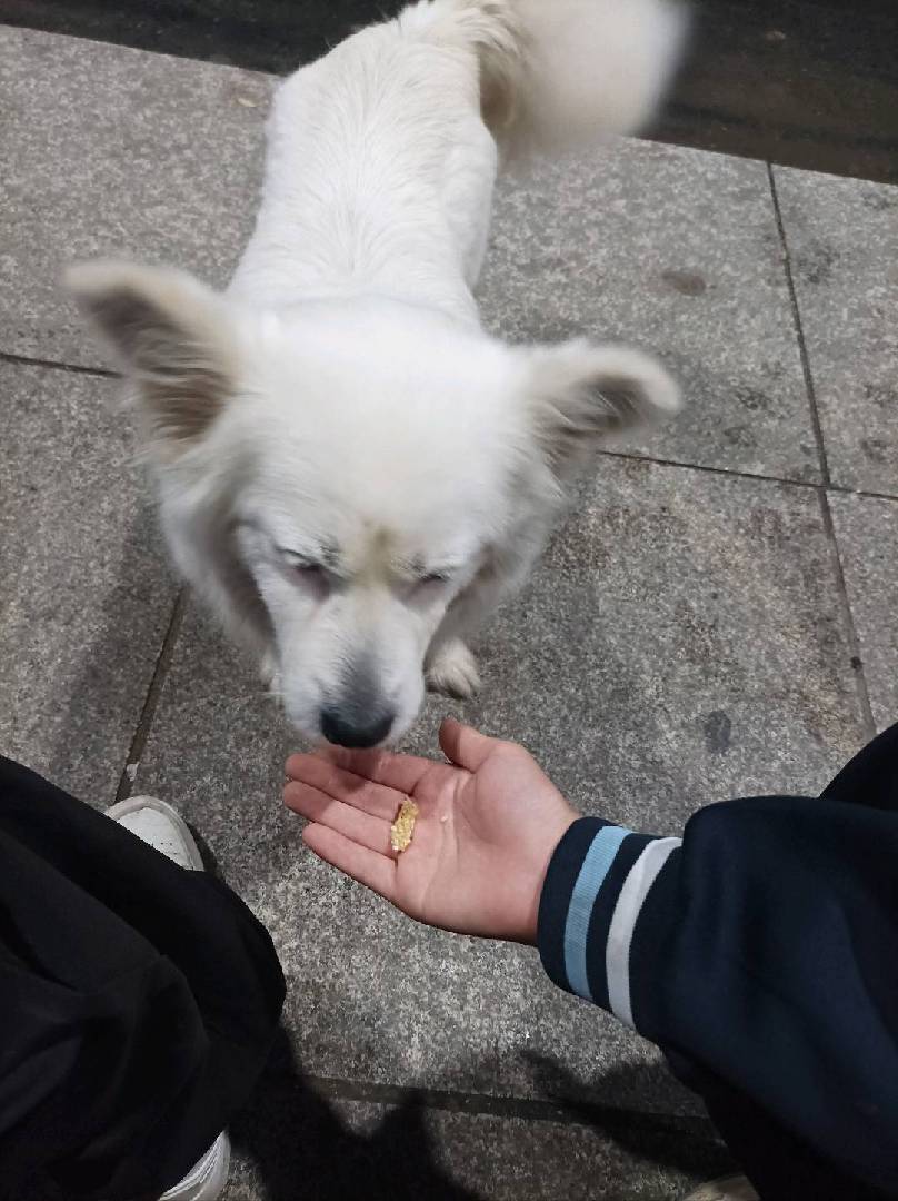 好狗狗吃麻片，嘎嘎香 图片