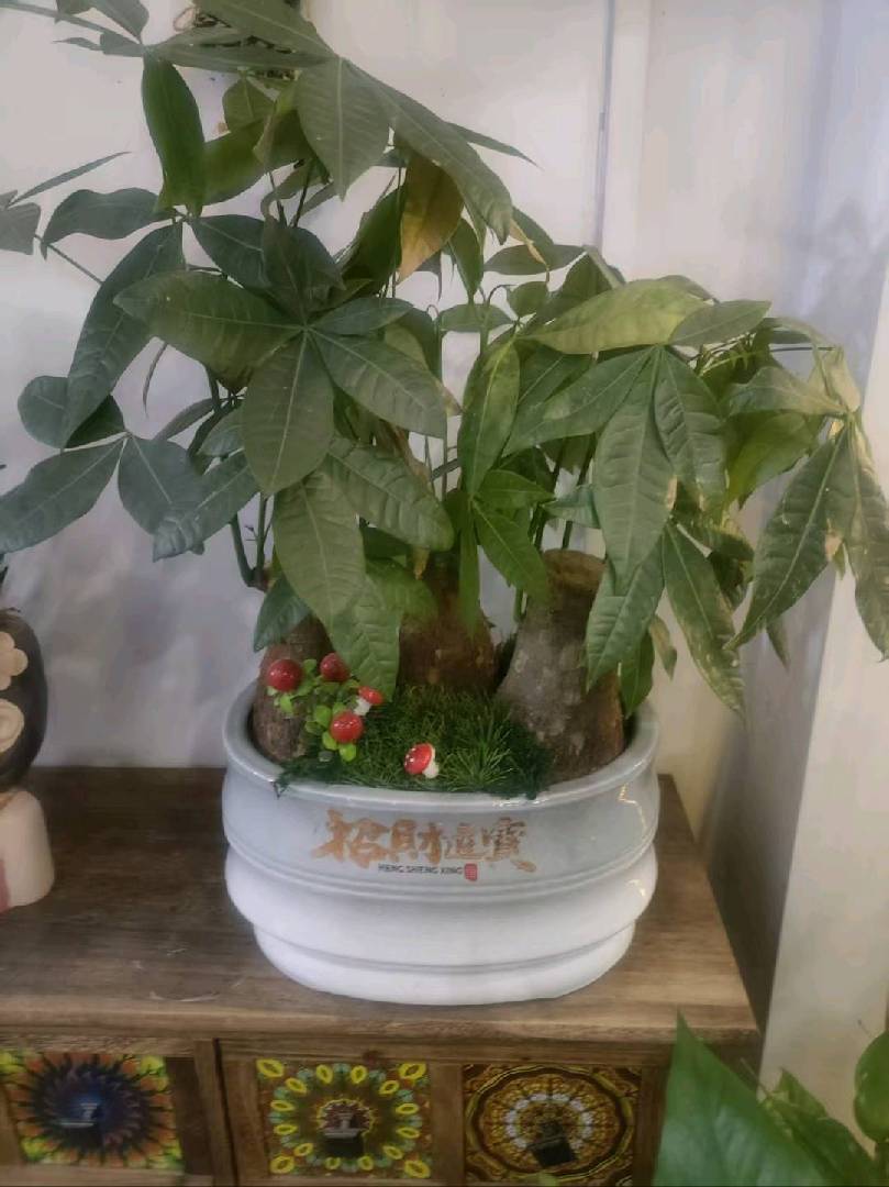 哇，绿植太好看啦。养了心灵 图片
