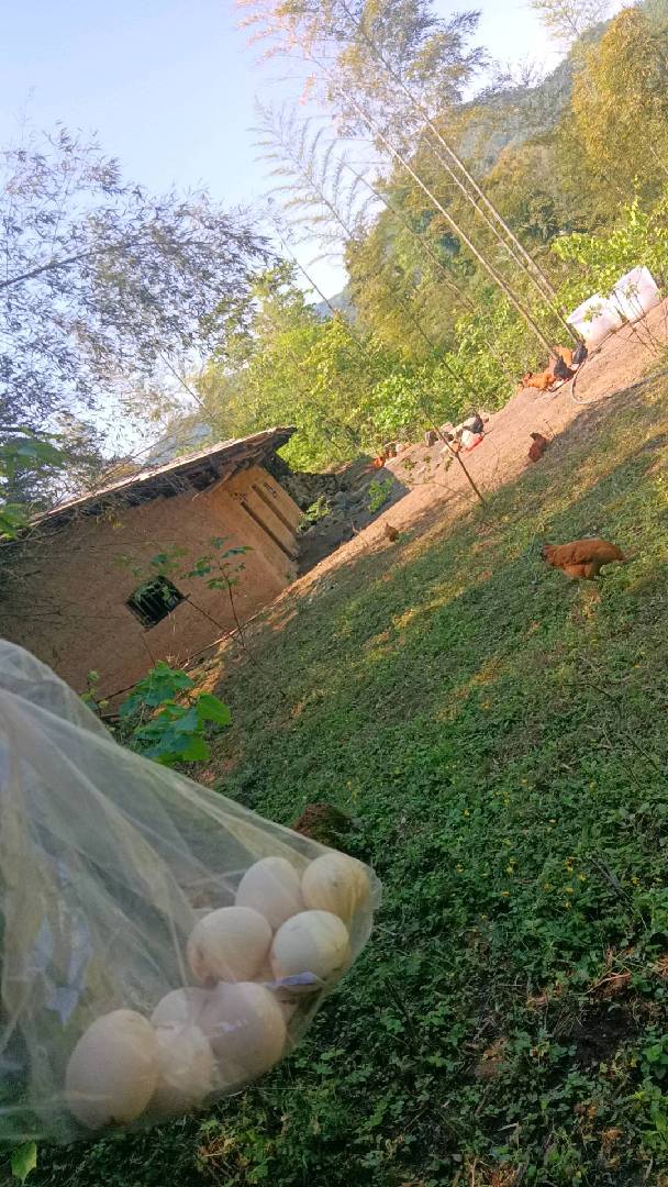 本地土猪肉，黑香猪肉，土鸡山上散养土鸡。 图片