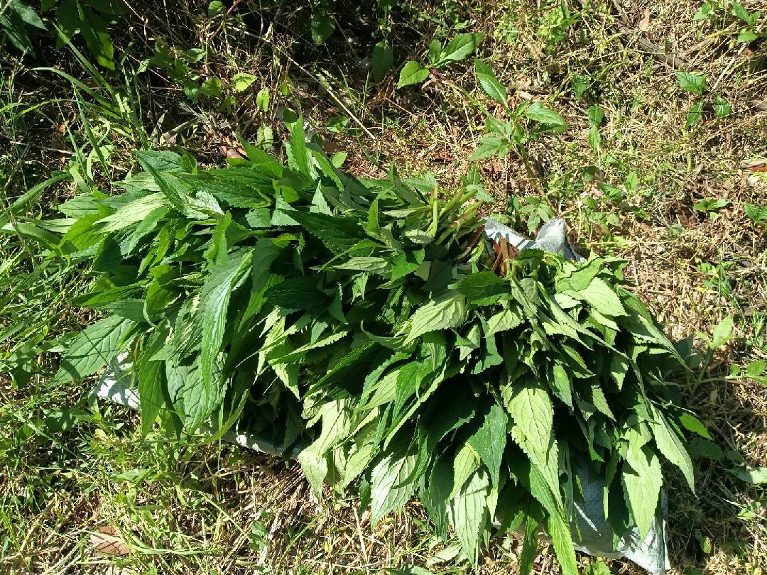 来摘苦菜啊好多好多。