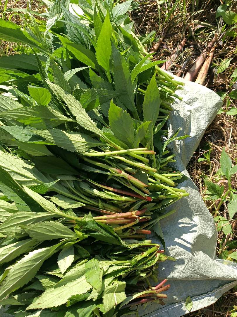 来摘苦菜啊好多好多。 图片