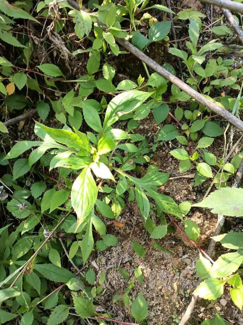 来摘苦菜啊好多好多。 图片