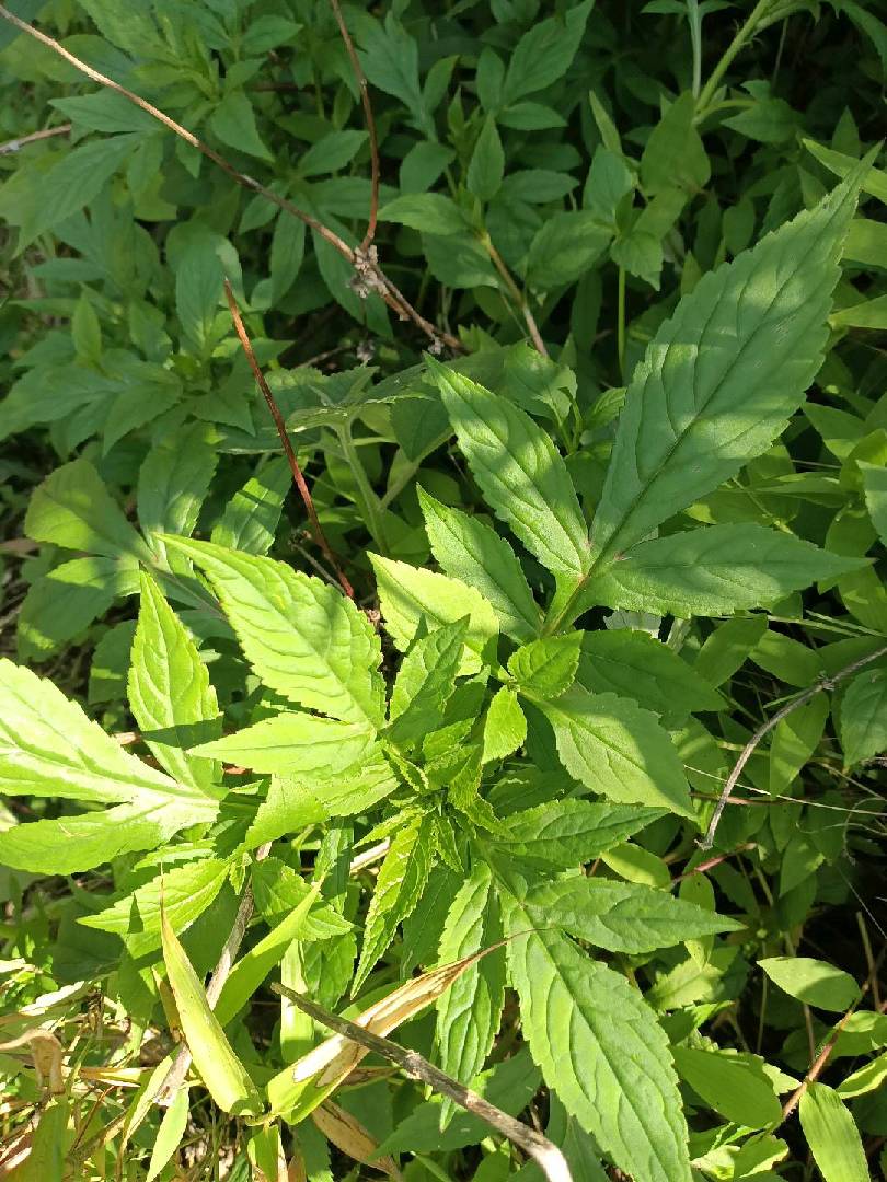 来摘苦菜啊好多好多。 图片