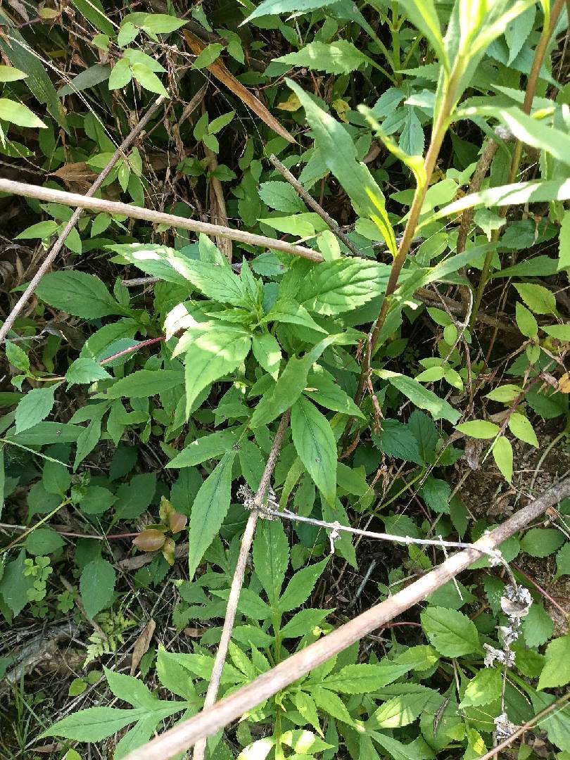 来摘苦菜啊好多好多。 图片