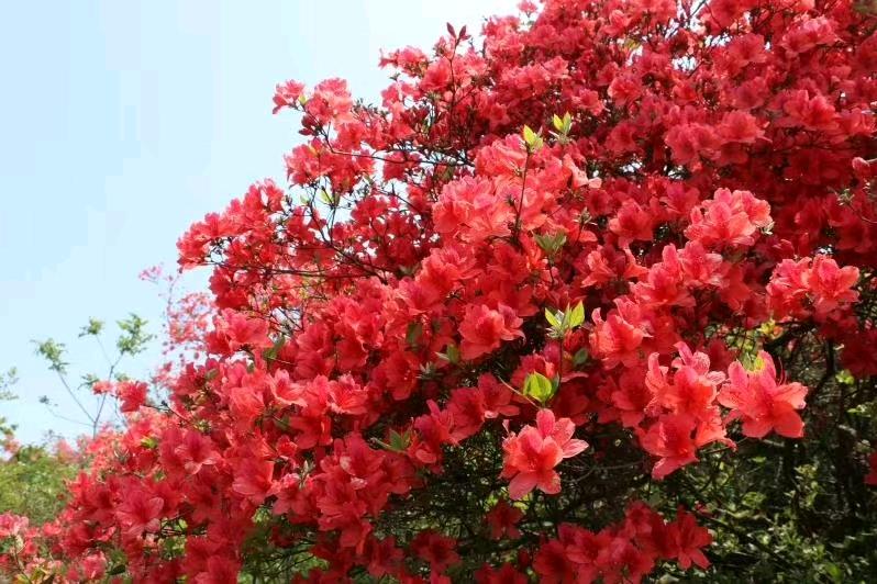 白沙尖映山红，花红景美 图片