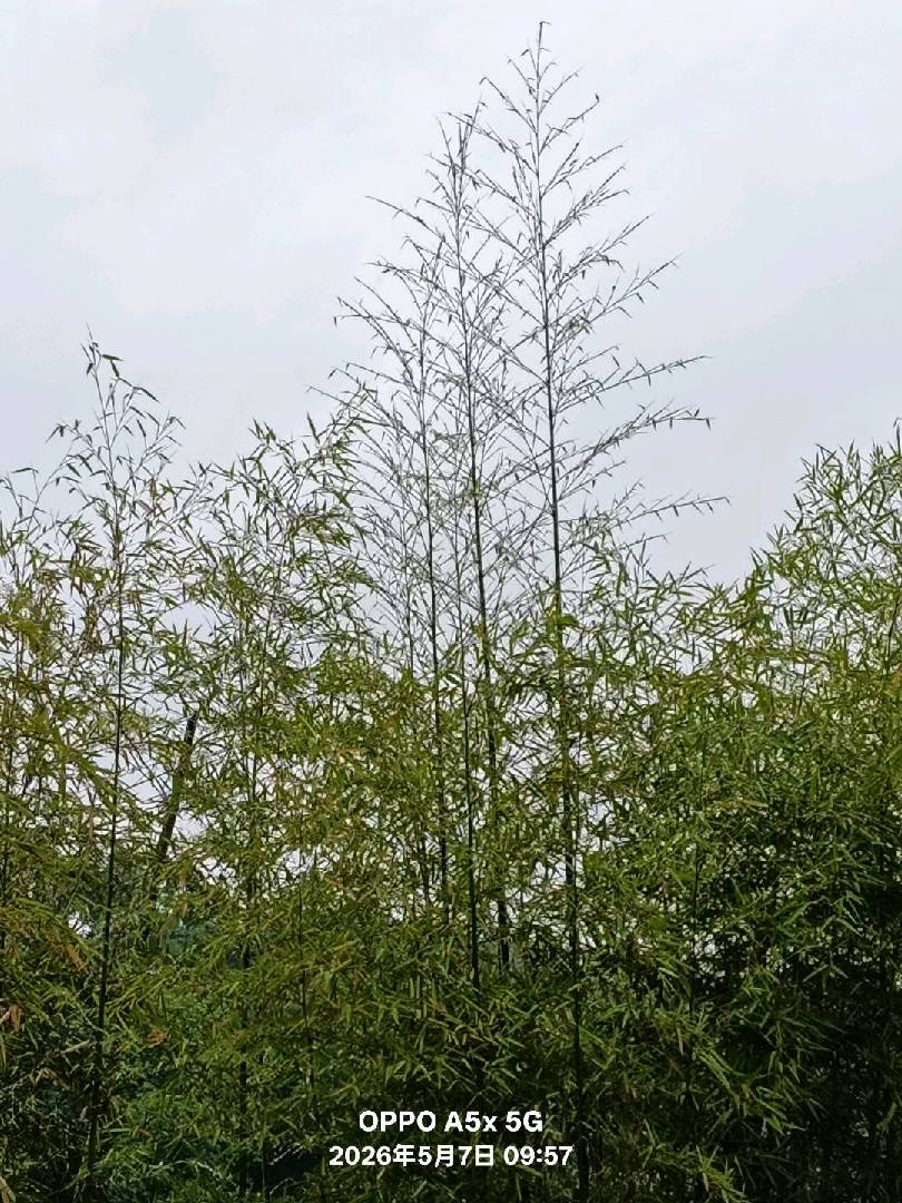 雨一直下，气氛不算融洽。 图片