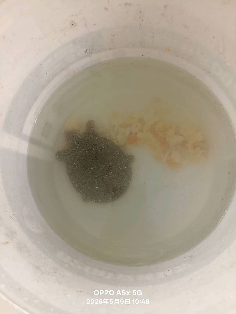 抓到了一只甲鱼，不知道喂什么。