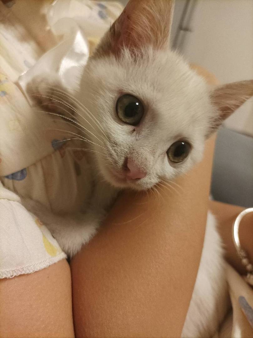 不小心捡到一只猫，谁要 图片