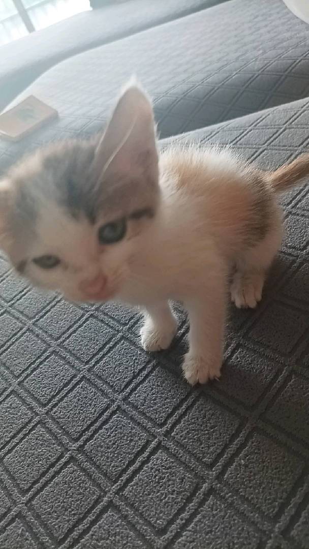 我这俩孩子碰见小猫咪就捡回家 图片